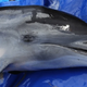 The infected Fraser’s dolphin prior to autopsy.